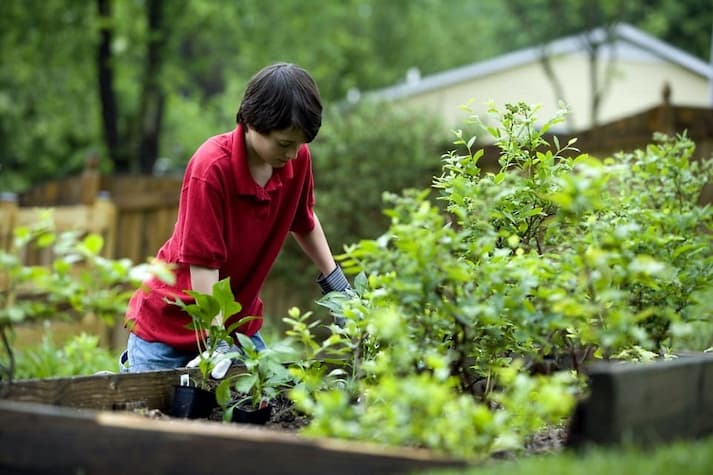 manfaat berkebun